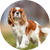 Cavalier King Charles